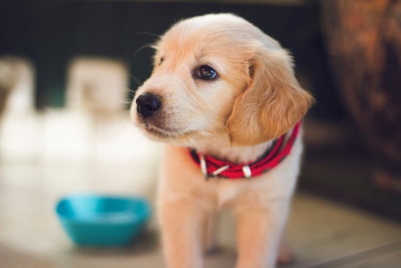 Botanic Veterinary Clinic