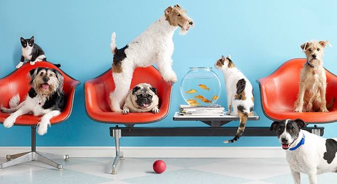 Paws A While Johnstown